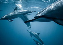 姆巴佩伤缺超级杯，皇马基地康复中|基利安·姆巴佩|曼城|西班牙|皇家马德里队|塞维利亚_新浪体育_新浪新闻